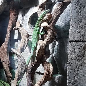Green tree monitor