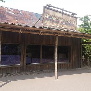 Indoor-enclosure Squirrel monkey