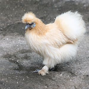 Silky in the Animal-show