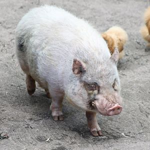 Pot-bellied pig in the Animal-show