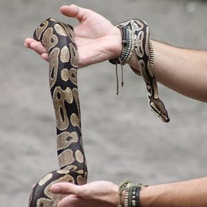 Ball python in the Animal-show
