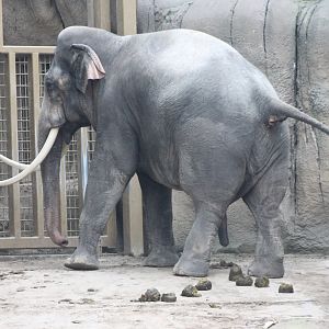 Asian elephant bull
