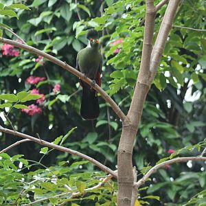 White-cheeked touraco
