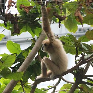 White-handed gibbon