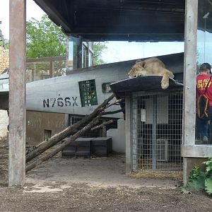 May. 2019 - Heart of Africa - Lioness & the Plane