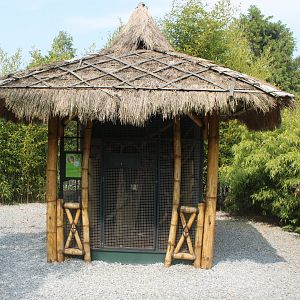 Enclosure Hoffman's squirrel