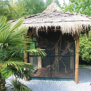 Enclosure Finlayson's squirrel