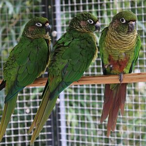 Green-cheeked conures