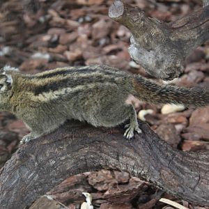 Swinhoe's striped squirrel - Tamiops swinhoei