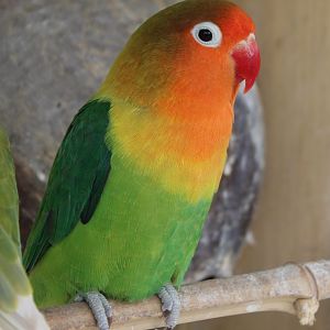 Fischer's lovebird