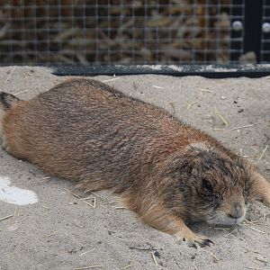 Black-tailed prairiedog