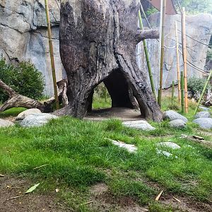 New heated tree stump-bonobo exhibit