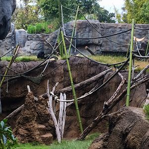 New glass for the entire bonobo exhibit
