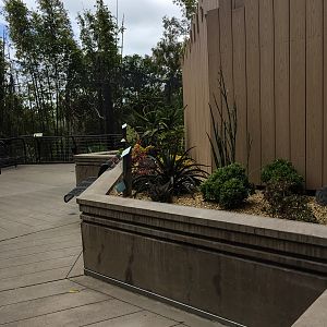New landscaping outside bonobo exhibit