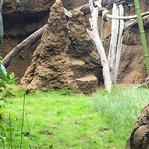 Bonobo exhibit-added steps to the termite mound for keepers convenience.