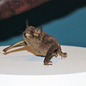 Lesser Short-tailed Bat (Mystacina tuberculata)