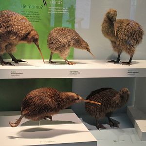 All the kiwi species