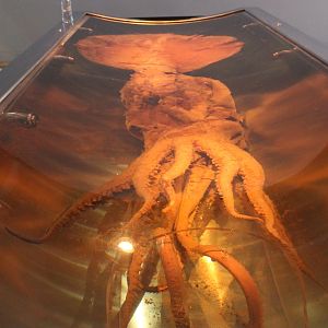 Colossal Squid (Mesonychoteuthis hamiltoni)
