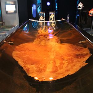 Colossal Squid (Mesonychoteuthis hamiltoni)