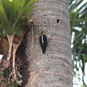 Golden-naped Woodpecker - Apr 2019