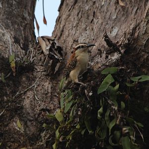 Rufous-naped Wren - Apr 2019