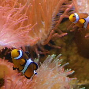 Common Clownfish