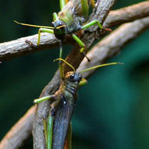 Giant South American grasshopper