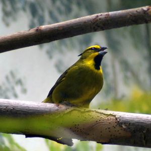 Yellow cardinal