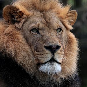 African Lion - Potter Park Zoo - 05/20/19