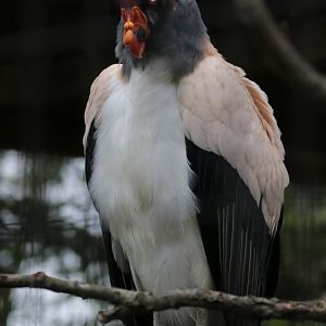 King Vulture - Potter Park Zoo - 05/20/19