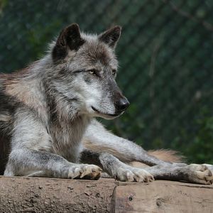 Gray Wolf - Potter Park Zoo - 05/20/19
