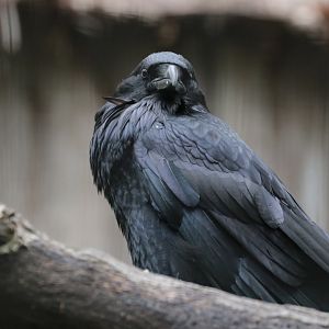 Raven - Potter Park Zoo - 05/20/19
