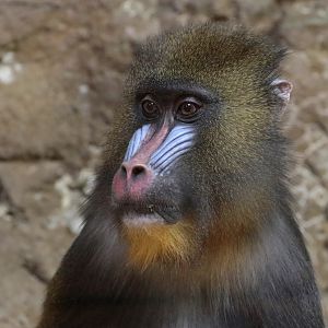 Mandrill - Potter Park Zoo - 05/20/19