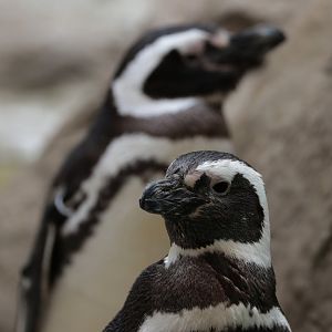 Magellanic Penguins - Potter Park Zoo - 05/20/19