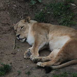 African Lion - Potter Park Zoo - 05/20/19