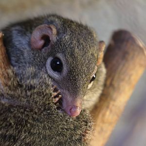 Northern Tree Shrew - Potter Park Zoo - 05/20/19