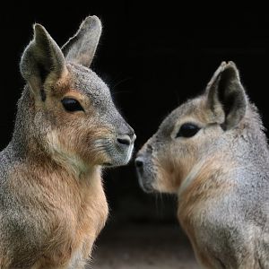 Patagonian Cavies - Potter Park Zoo - 05/20/19
