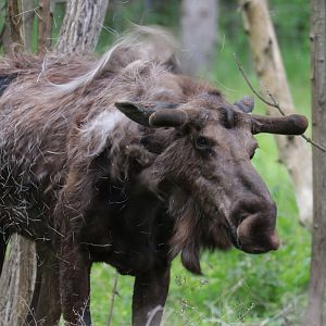 Moose - Potter Park Zoo - 05/20/19