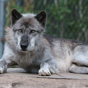 Gray Wolf - Potter Park Zoo - 05/20/19