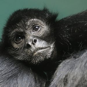 Spider Monkey - Potter Park Zoo - 05/20/19