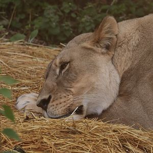 African Lion - Potter Park Zoo - 05/20/19