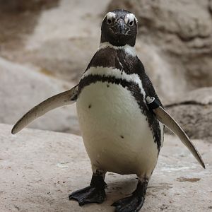 Magellanic Penguin - Potter Park Zoo - 05/20/19