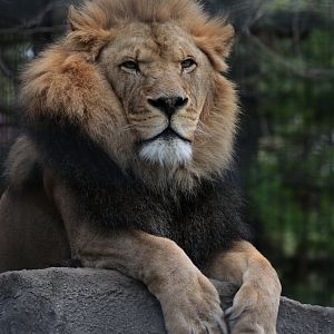 African Lion - Potter Park Zoo - 05/20/19