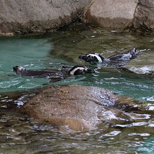 Magellanic Penguins - Potter Park Zoo - 05/20/19