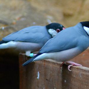 Java Finches