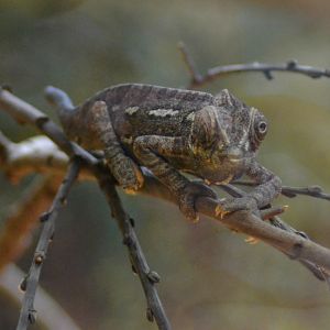 Common Chameleon