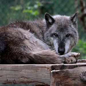 Gray Wolf - Potter Park Zoo - 05/20/19