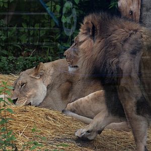 African Lions - Potter Park Zoo - 05/20/19