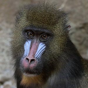 Mandrill - Potter Park Zoo - 05/20/19