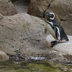 Magellanic Penguin - Potter Park Zoo - 05/20/19